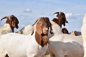 Your Complete guide to Goat Farming – Agritembea