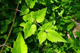 Despite serious safety concerns, clematis is used for joint pain (rheumatism), headaches, varicose veins. Calphotos Clematis Vitalba Old Man S Beard