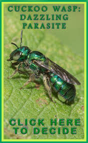 Pin On Wonderful Wasps
