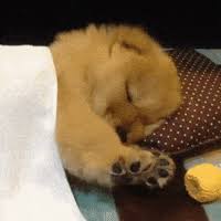 This gif by chippy the dog has everything: Tired Dog Gif By Swr3 Find Share On Giphy