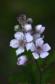 1/2 cup of blackberry or other berry preserves. Blackberry Rubus Sp Bush In Flower Photograph By Colin Varndell Science Photo Library