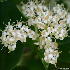 We did not find results for: Gray Dogwood Tree On The Tree Guide At Arborday Org