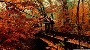 Find the best screensavers and wallpaper autumn scene on getwallpapers. Autumn Scenes Desktop Wallpapers Top Free Autumn Scenes Desktop Backgrounds Wallpaperaccess
