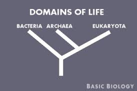 Tree Of Life Basic Biology