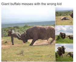 Photos Buffalo Attacks A Baby Elephant But Then Gets Seriously Beaten Up By Its Mother Must See Gossip Mill Nigeria