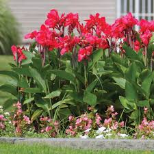 Pin On Flowers