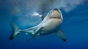 Jul 09, 2015 · shark week: The Great Shark Quiz Zoo