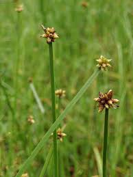 Image result for Schoenoplectiella senegalensis
