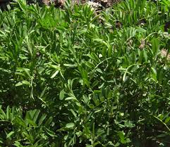 The lentil (lens culinaris or lens esculenta) is an edible legume. Growing Lentil Masur Masoor Farming Business For Profit