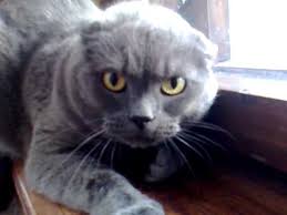 But with some efforts, the breed was revived by crossing them with domestic shorthairs and russian blues. British Shorthair Russian Blue Kitten Novocom Top