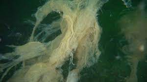 Some of the 'sea snot' has sunk below the waves, suffocating seabed life. Bottom Of Sea Of Marmara Also Covered With Sea Snot Underwater Photos Show Tansu Piskin English