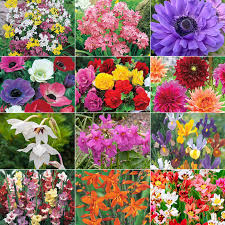 Summer flowering bulbs when to plant. Mighty 200 Summer Bulb Garden Spring Hill Nurseries