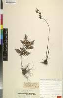 Image result for Cheilanthes schimperi
