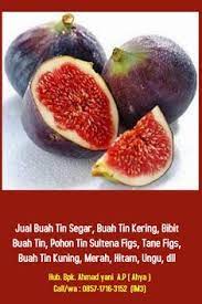 Selain menanam pohon buah tin mudah, buah tin adalah buah yang sangat fenomenal karena namanya disebut dalam kitab suci alqur'an. 10 Ide Kami Adalah Jual Buah Tin Segar Kering Paling Murah Di Jawa Tengah 0857 1716 3152 Im3 Pohon Buah Buah Zaitun