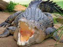 Opera And So Much More In Sydney Crocodile Facts For Kids Australia Animals Dangerous Animals In Australia