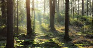 Humble variety of vegetation and astonishing diversity of mountains, cliffs and rocks, lakes and reliefs in general lies under pale cyan sky. In European First Proposed Constitutional Amendment In Sweden Would Enshrine Rights Of Nature The Rights Of Nature