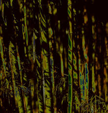 Image result for Oreobambos