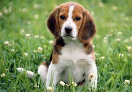 Got a gorgeous beagle pup to feed? Beagle Food What Is The Best Food For Beagles Dog Dwell