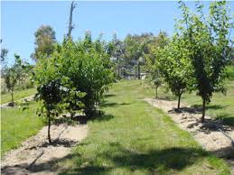 Not only do they have an attractive appearance but you can grow your own produce for do you want to plant some fruit trees in your backyard or house garden? Backyard Orchard Fruit Tree