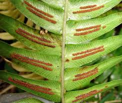 Image result for Blechnum punctulatum