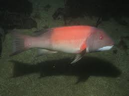 Maybe you would like to learn more about one of these? Semicossyphus Wikipedia