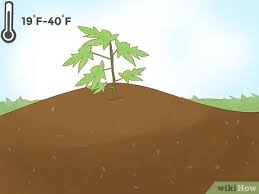 It the disease attacks the seeds, they get rotten before germination. 3 Ways To Grow Papaya Wikihow