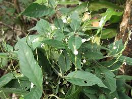 Image result for Justicia abscondita