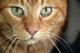 Free for commercial use no attribution required high quality images. Cat Kitten Orange Tiger Cats Free Image From Needpix Com