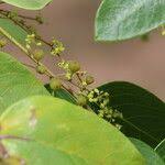 Image result for Phyllanthus muellerianus