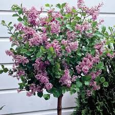 Pin By Rebekah Atkinson On Landscape Gardening Lilac Tree Lilac Plant Dwarf Lilac