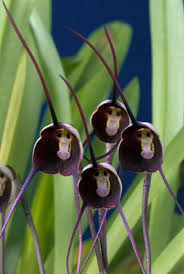 Dracula benedictii - New World Orchids
