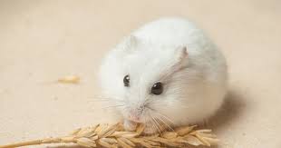 Baby Black And White Syrian Hamster About Winter White Hamster Types Syrian Hamster Dwarf Russian Hamster Dwarf Champbell Russian Hamster Care And Dwarf Hamster Hamster Winter White Hamster