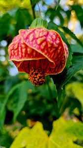 Image result for Abutilon sp.no.1