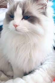 Here at ruby ridge rags we have ragdoll kittens and ragdoll cats for sale in southern california. Where To Find Ragdoll Kittens For Sale Ragdollkittens Where To Find Ragdoll Kittens For Sale If You Are Looking To B Ragdoll Kitten Cute Cats Beautiful Cats