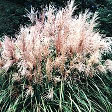Image result for Miscanthus sinensis