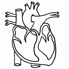 Heart Anatomy Coloring Pages Pdf New Human Heart Drawing Heart Anatomy Heart Coloring Pages Heart Diagram
