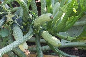Scritto il 13 febbraio 20169 aprile 2017. Attenzione Pericolo Di Avvelenamento Quando Le Zucchine Hanno Un Sapore Notevolmente Amaro Notizie Di Salute Medicina Alternativa E Metodi Di Cura Delle Malattie