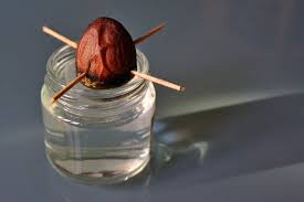 6) per il tuo avocado, scegli una zona soleggiata e luminosa, che non sia né troppo secca né troppo umida (l'ambiente secco può essere deleterio e, alla. Seme Di Avocado Come Farlo Germogliare Ed Ottenere Un Albero La Guida Pratica