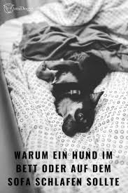 Hund Hunde Sofa Bett Tipps Ideen Tricks Bilder Hunde Bett Hunde Hunde Schlafen