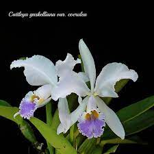 Cattleya Gaskelliana Var Coerulea 3 Cattleya Orchid Flower Orchidaceae