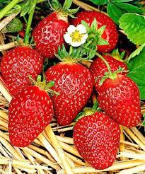 3 знака зодиака которые сводят с ума в постели Esli V Dome Zhivyot Muzhchina To V Komplekte K Nemu Avtomaticheski Idyot Celaya Gora Aksessuarov Kruche Chem U Igrushechnogo Ke Svezhie Frukty Posadka Klubniki Klubnika