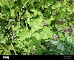 Image result for Ocimum labiatum