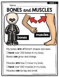 Atlas of human anatomy, 21st german edi. Bones And Muscles Kindergarten And First Grade Human Body Skeleton