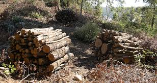 Valorisation du bois de chauffage communal en circuit de proximité - Parc  naturel régional de la Sainte-Baume | Une autre vie s'invente ici