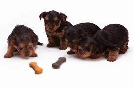 Elevage Caniche Royal Grand Caniche Opus Poodles Eleveurs Healthy Homemade Dog Treats Recipes Homemade Dog Healthy Dog Treats Homemade