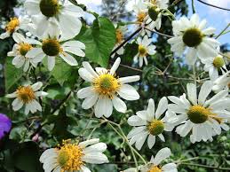 Maybe you would like to learn more about one of these? Image Montanoa Bipinnatifida Biolib Cz