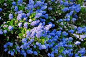 Fragrant sumac, aromatic sumac, squawbush, skunkbush, lemon sumac, polecat bush rhus aromatica* (native) family. 10 Beautiful Flowering Perennials For California Landscapes Wild Bloom