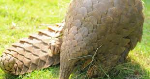 Encyclopedia Of Animal Facts And Pictures Pangolins Pangolin Pictures Pangolin Animal Facts