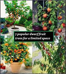 Self pollinating dwarf fruit trees. 7 Popular Dwarf Or Miniature Fruit Trees For A Limited Space The Self Sufficient Living