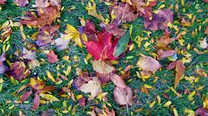 Image result for Autumn Buff 1983 Hussmann